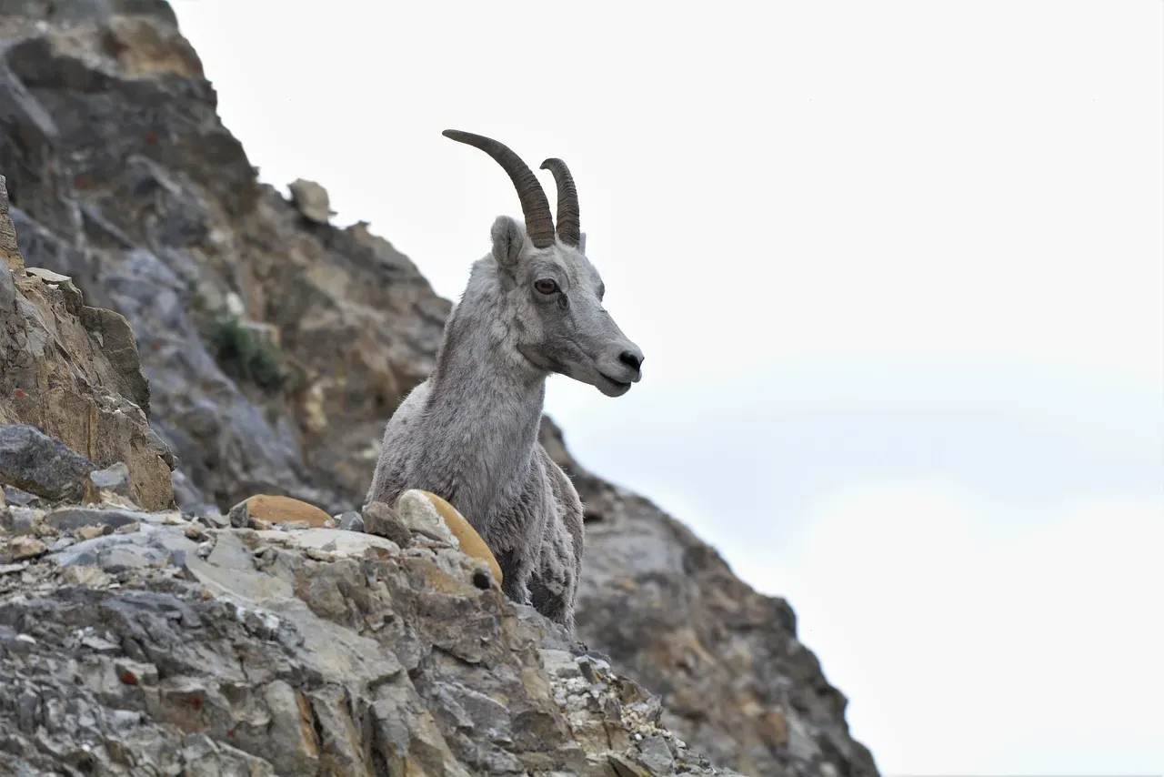 Capricorn: The Mountain Goat Climbing Higher (Image Credits: Pixabay)