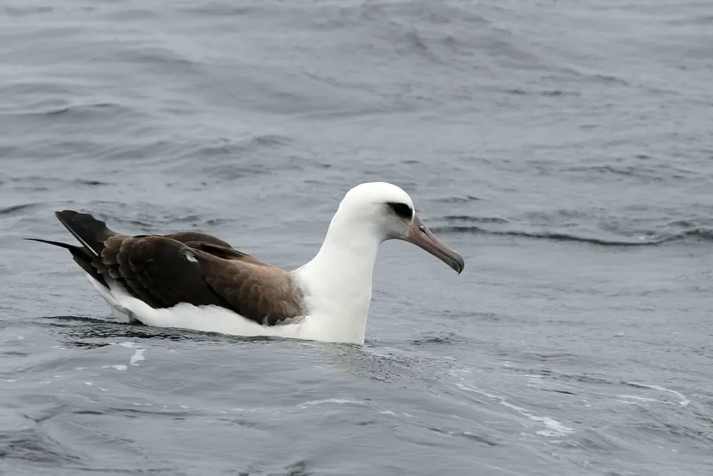 1. Laysan Albatross - Over 75 Years (Greg Schechter, Flickr, CC BY 2.0)