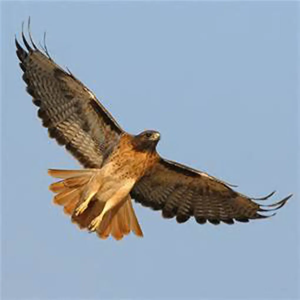 Libra: The Red-Tailed Hawk (Image Credits: Wikimedia)