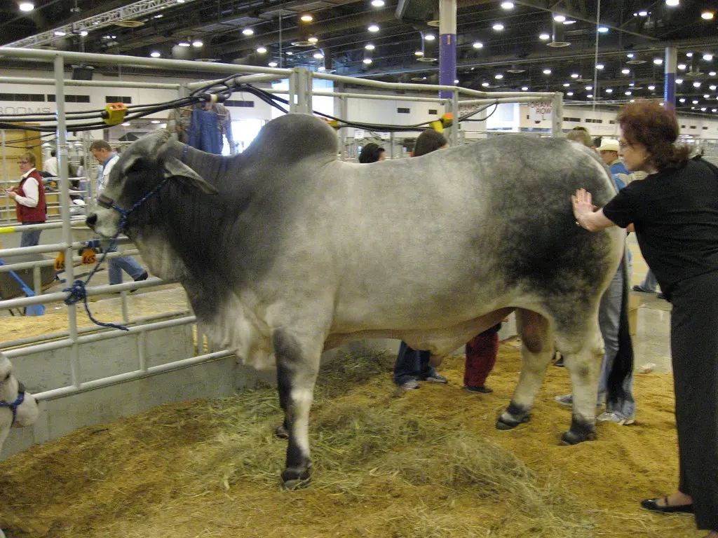 Brahman: The Heat-Tolerant Powerhouse (Image Credits: Flickr)