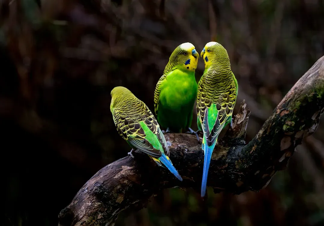 #7. Budgerigars (Image Credits: Unsplash)