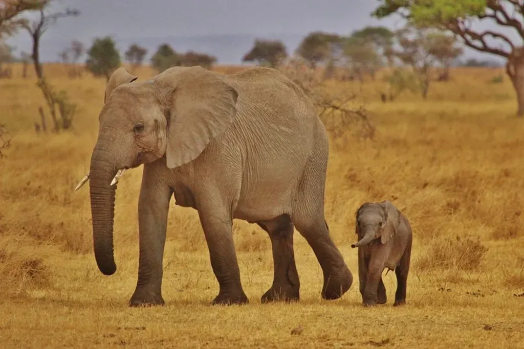 #4: The Matriarch and the Weight of Collective Loss (Image Credits: Rawpixel)