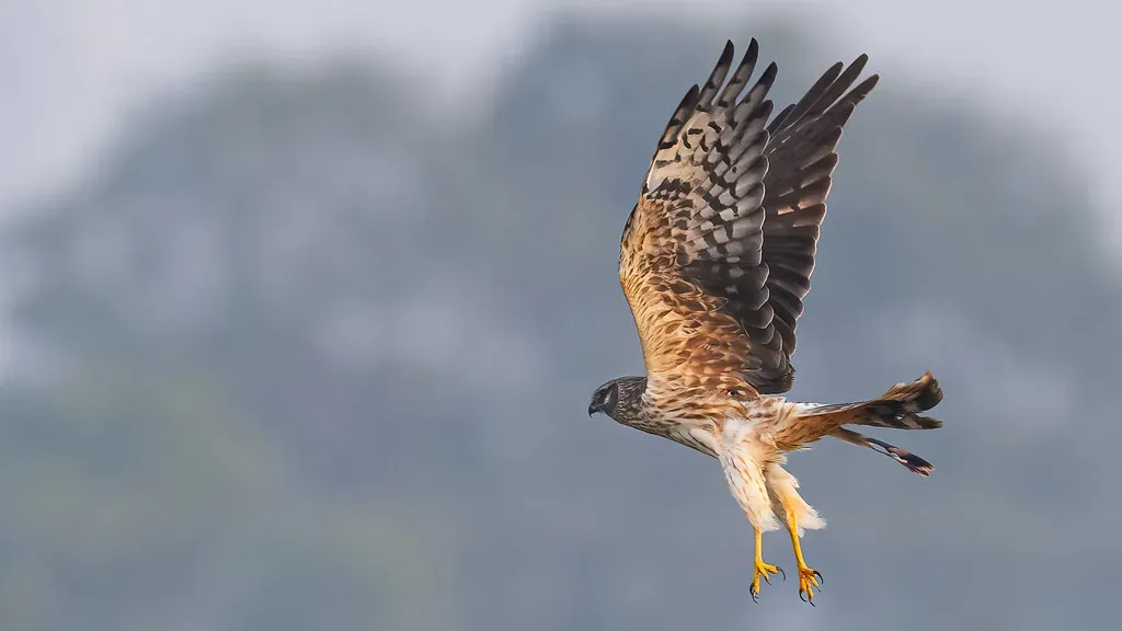 6. Female Raptors Are Larger Than Males - and Nobody Really Knows Why (Image Credits: Flickr)