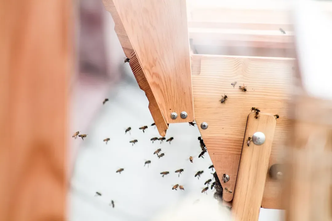 Ants: The Inescapable Intruders of California Kitchens (Image Credits: Unsplash)