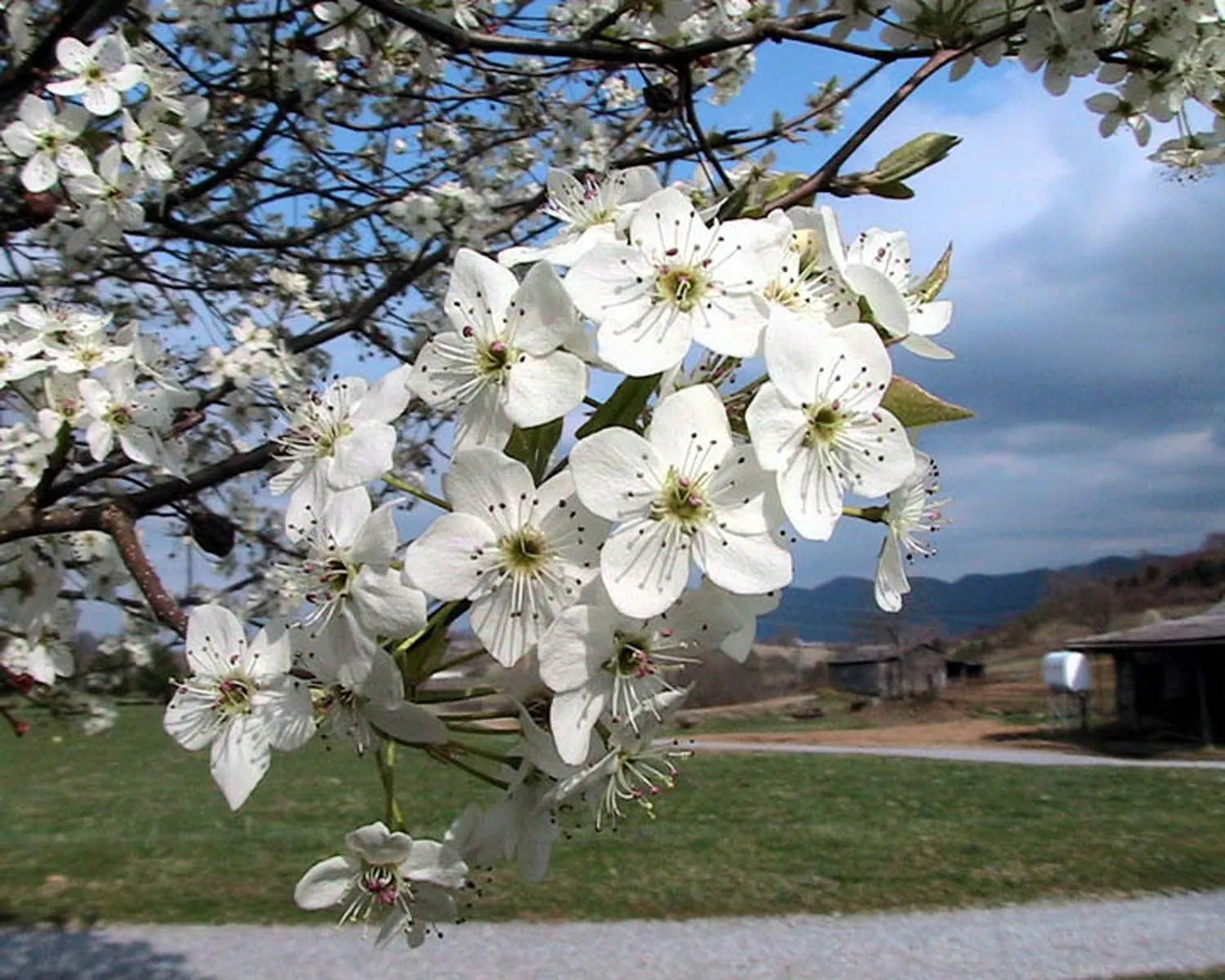 #10 - Invasive Ornamentals Are Quietly Sabotaging Your Yard (By C. E. Price, Public domain)
