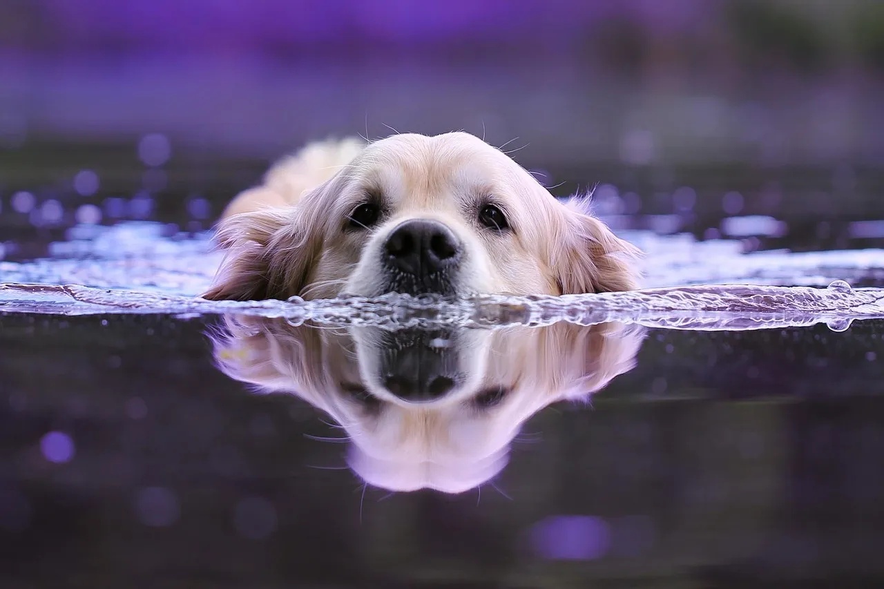 Conclusion: Big Dogs, Big Personalities, and the Signs That Rise to Meet Them (Image Credits: Pixabay)