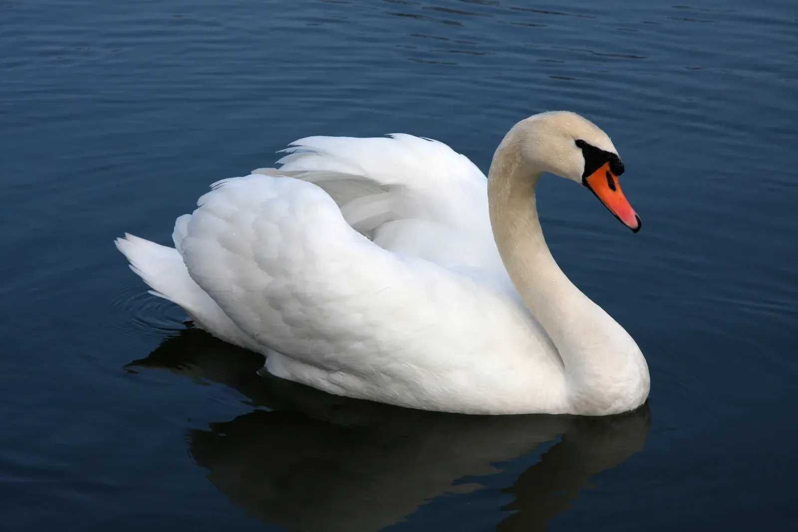 Libra: The Graceful Swan Balance (Image Credits: Wikimedia)