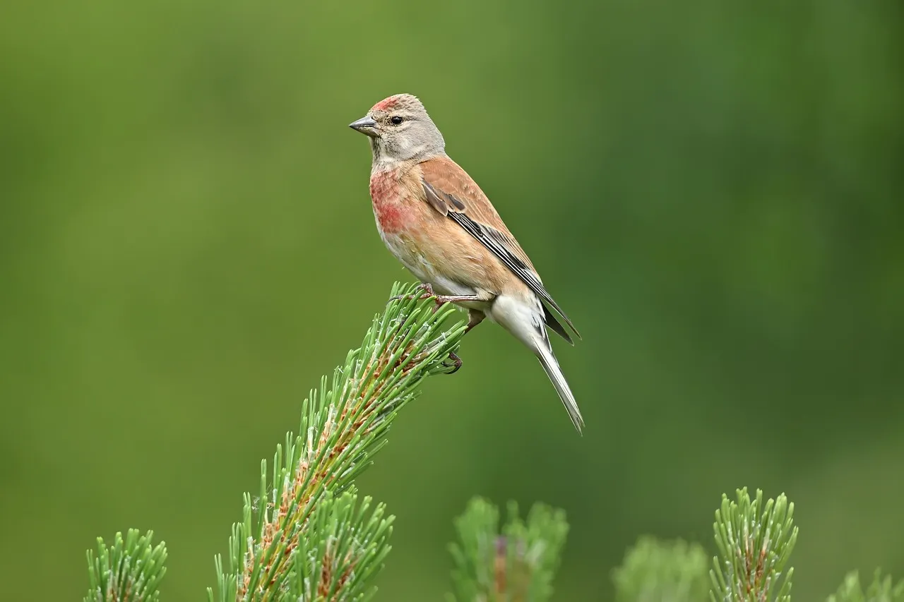 #33 - Linnets Have Left the Garden Fence for Good (Image Credits: Pixabay)