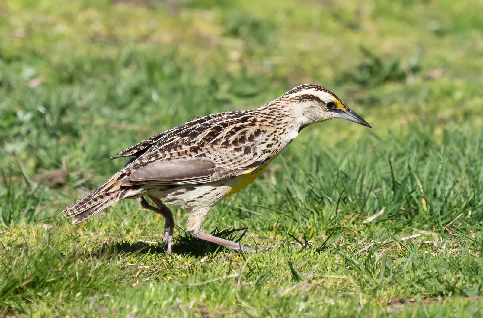 #6 - Eastern Meadowlark: Suburbia's Lost Meadow Song (By Rhododendrites, CC BY-SA 4.0)