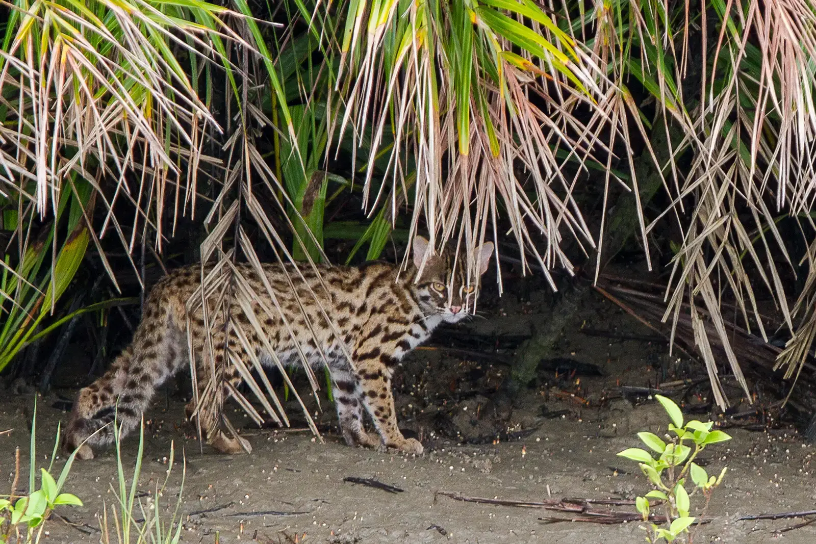 10. Its Ecological Survival Depends on Forest Connectivity (By Soumyajit Nandy, CC BY-SA 4.0)