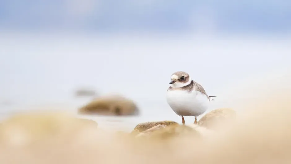 The Piping Plover: Nesting Where People Vacation (Image Credits: Pexels)