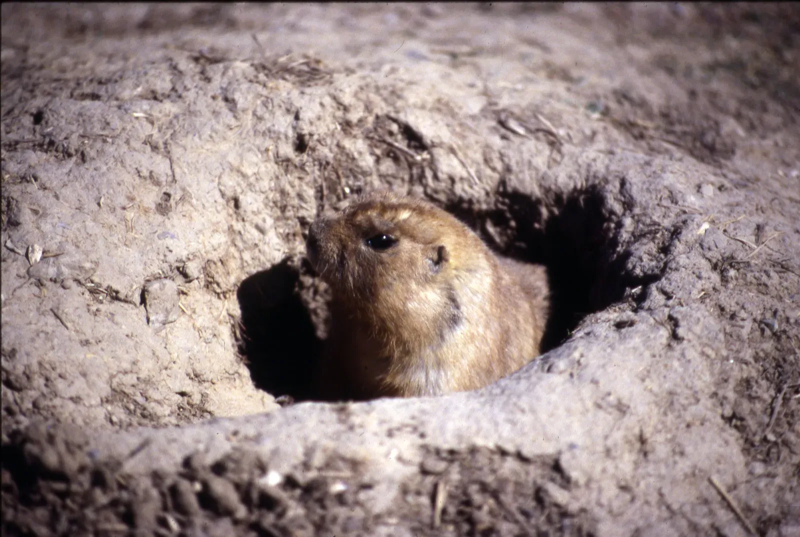 The Prairie Dog: Underground City Planners (Image Credits: Wikimedia)