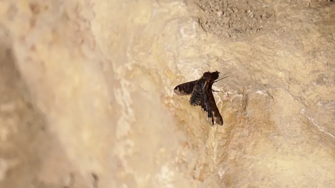 Kitti's Hog-Nosed Bat: The Smallest by Body Length (Image Credits: Unsplash)