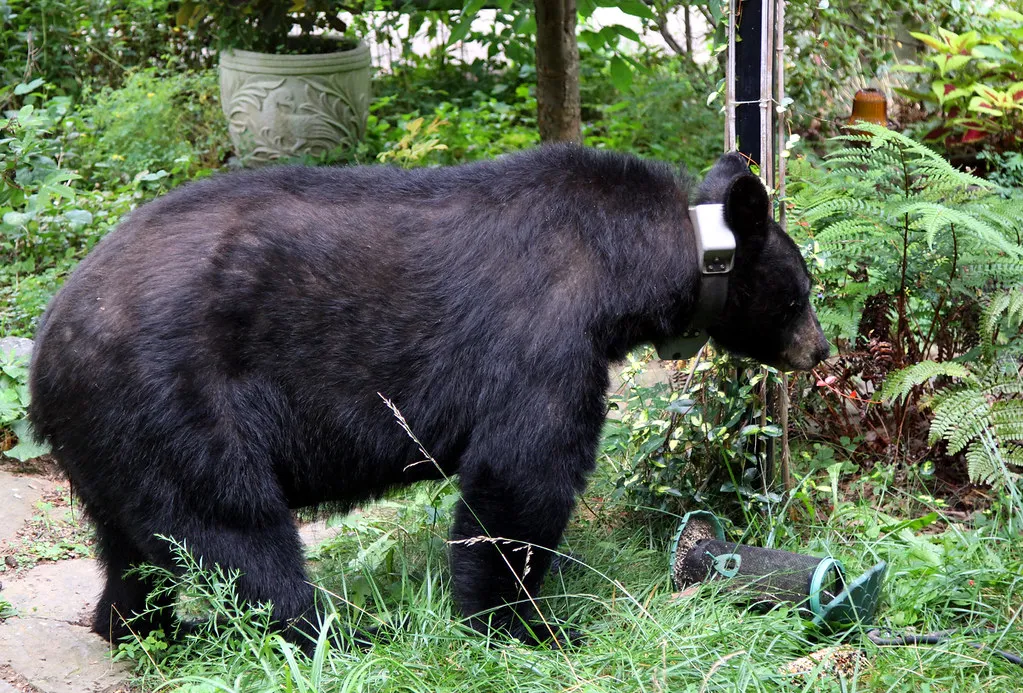 How Biologists Know: Collars, Cameras, and Quiet Data (anoldent, Flickr, CC BY-SA 2.0)
