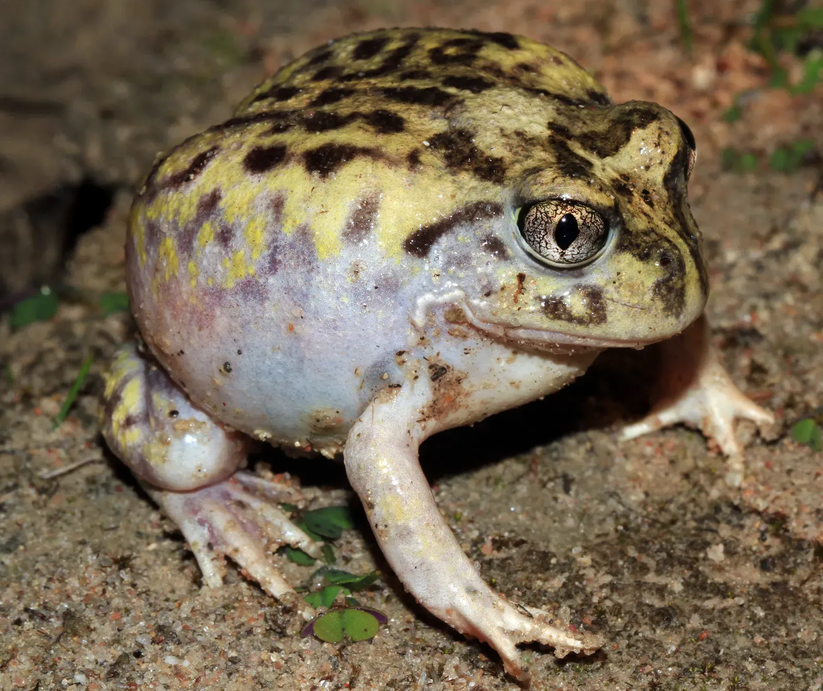 8. The Spadefoot Toad: The Desert's Most Patient Sleeper (Mallee Spadefoot Toad (Neobatrachus pictus)Uploaded by SunOfErat, CC BY 2.0)