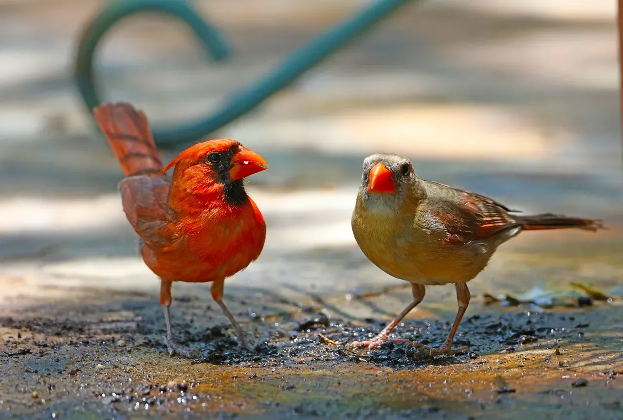 Shared Resources During Scarcity (Image Credits: Pixabay)