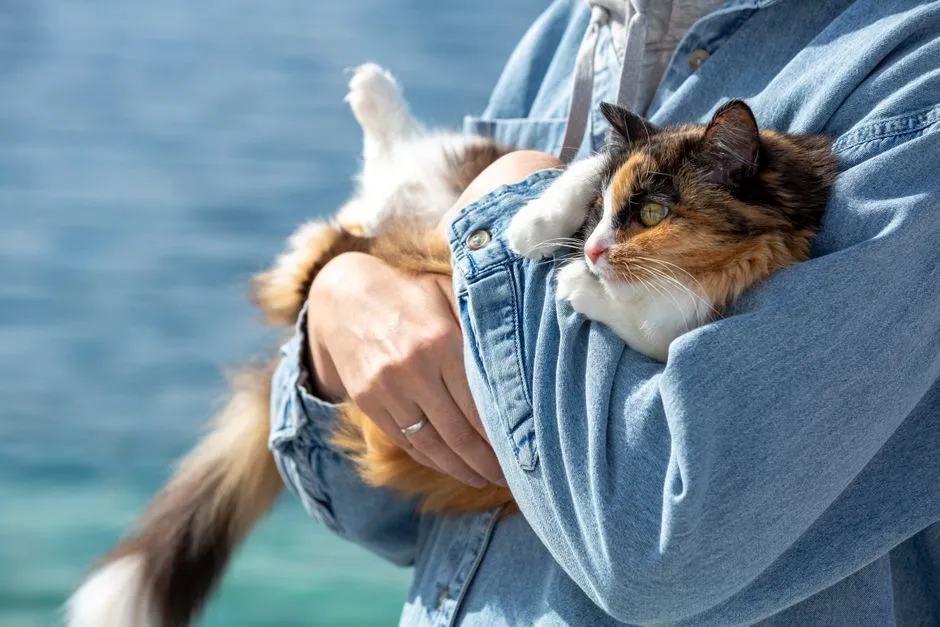 3 - The Cat Who Finally Lets You Hold Them (Image Credits: Pexels)