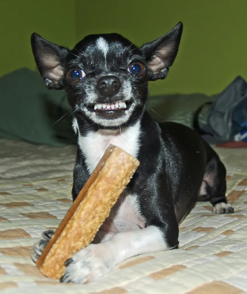 The Warning Growl (Image Credits: Flickr)