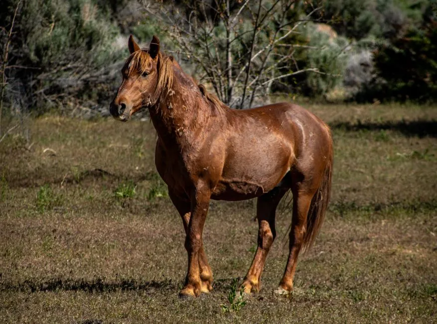 #14 - Recently Captured or Green Mustangs (Image Credits: Pexels)