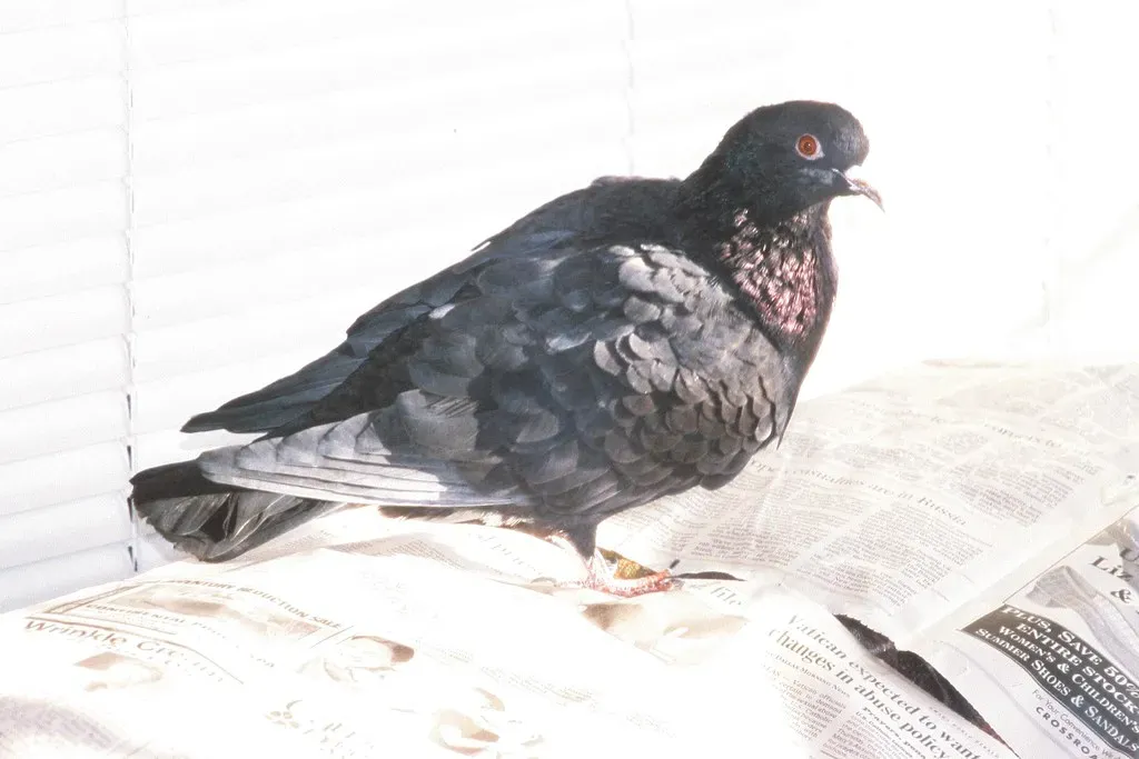 Cher Ami: The Pigeon That Refused to Die (Image Credits: Flickr)