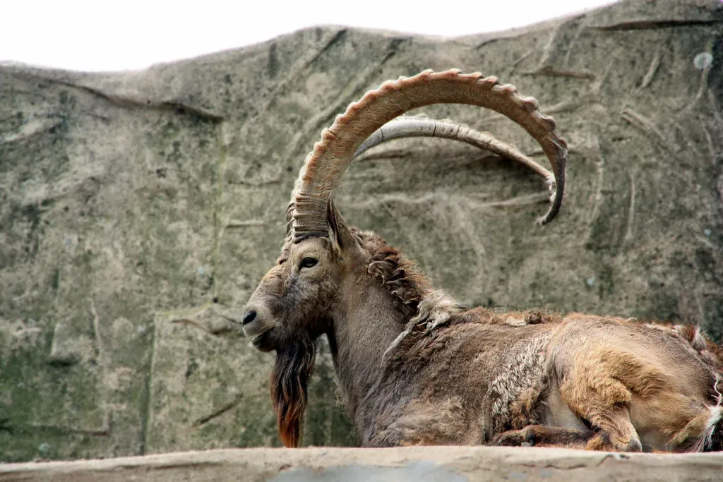 Capricorn (marfis75, Flickr, CC BY-SA 2.0)