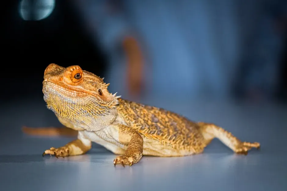 #7 - The Bearded Dragon's Quiet Trust (Image Credits: Pexels)