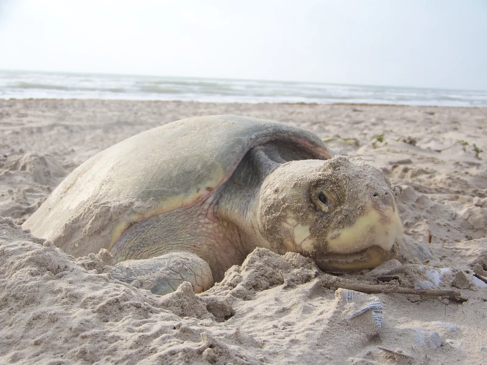 Conservation Efforts Fighting Back (Image Credits: Wikimedia)