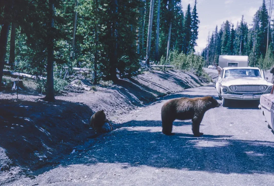 Give the Bear Space and an Escape Route (Image Credits: Unsplash)