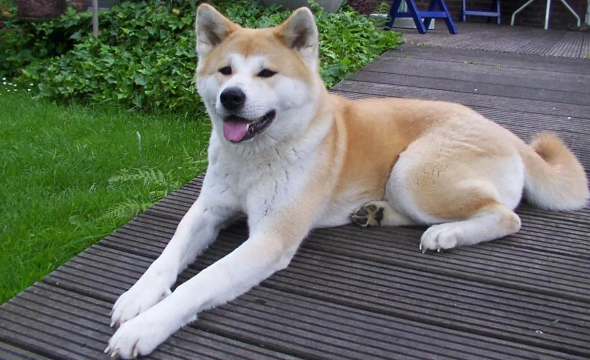 #11 Akitas (From nl.wikipedia, originally uploaded by B@rt., CC BY-SA 3.0)