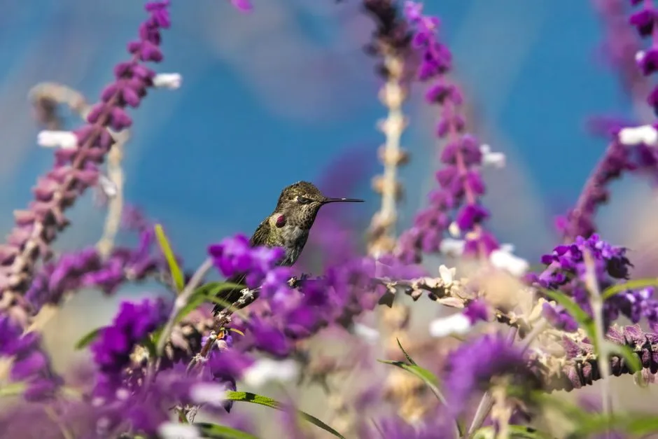 #12 - Seeing Colors Other Birds Literally Cannot See (Image Credits: Pexels)
