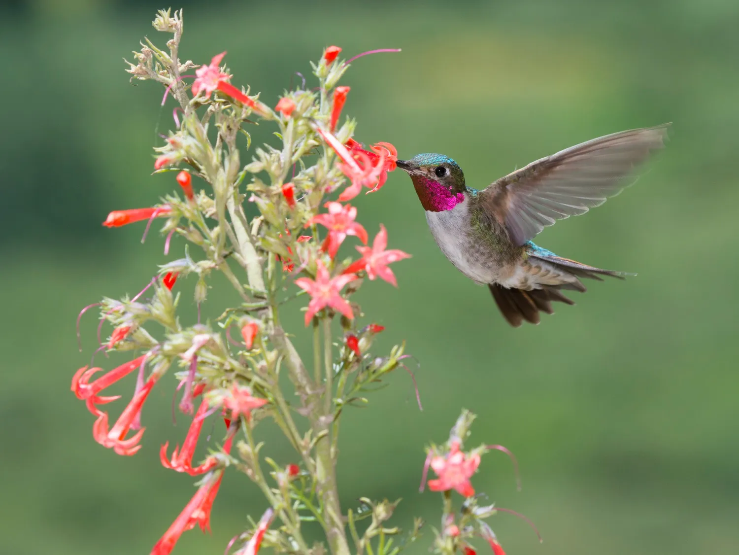 #14 - Performing Sudden Display Flights With a Twist (BMC Ecology image competition: the winning images. BMC Ecology 2013, 13:6  doi:10.1186/1472-6785-13-6, CC BY 2.0)