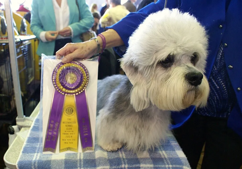 #7 - Dandie Dinmont Terrier (Petful.com, Flickr, CC BY 2.0)