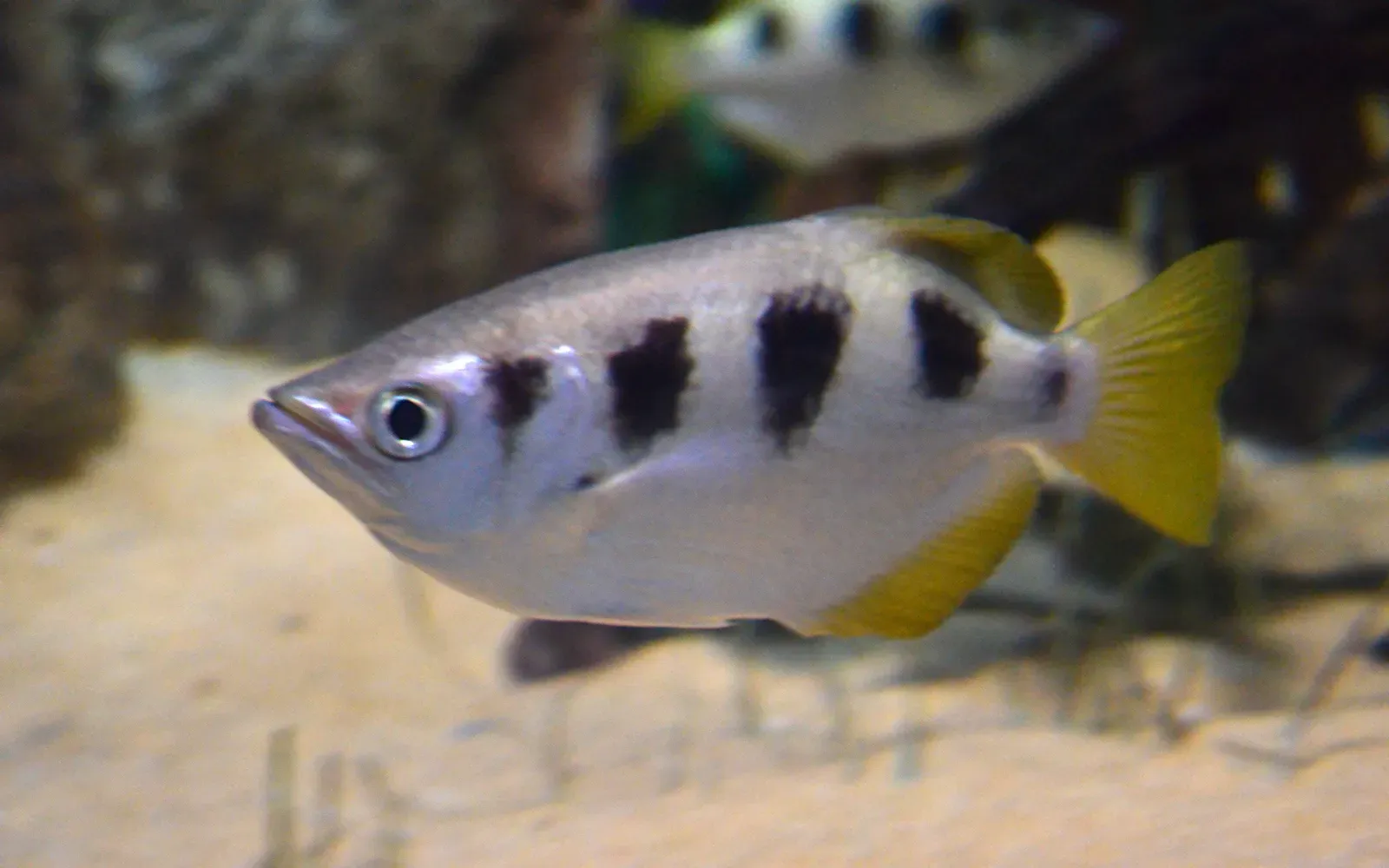 Archerfish: Sharpshooters with Strategic Minds (Image Credits: Wikimedia)