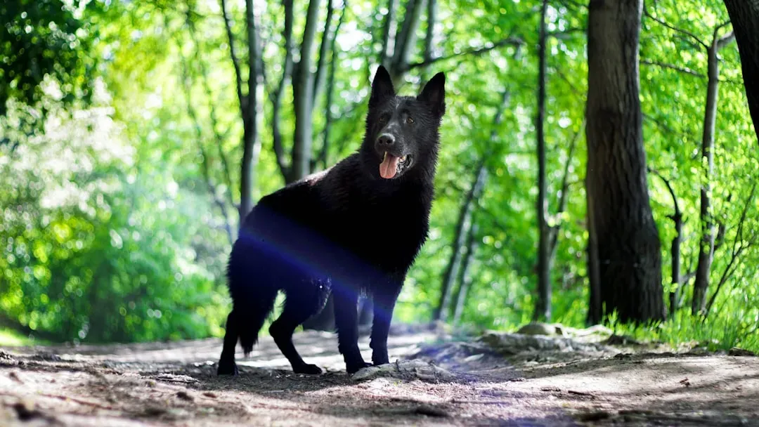Norse Mythology: Ravens, Wolves, and the Allfather's Companions (Image Credits: Unsplash)
