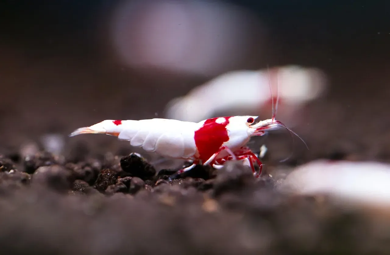 The Pistol Shrimp and the Goby Fish (Image Credits: Pixabay)