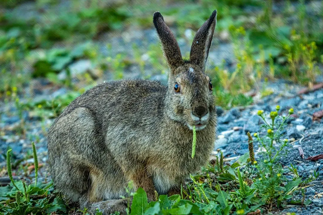 10. The Jackrabbit's Ear Radiator and Shade-Seeking Strategy (Image Credits: Unsplash)