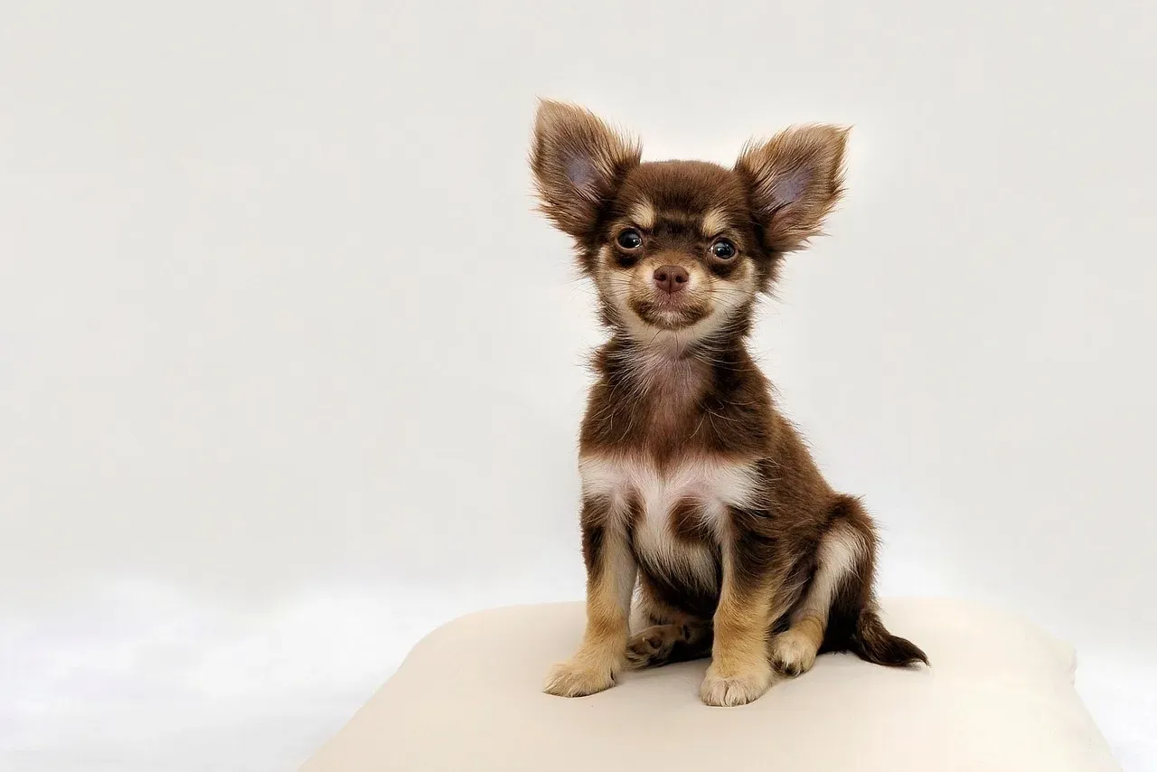 7. Chihuahua - The World's Smallest Big Attitude (Image Credits: Pixabay)