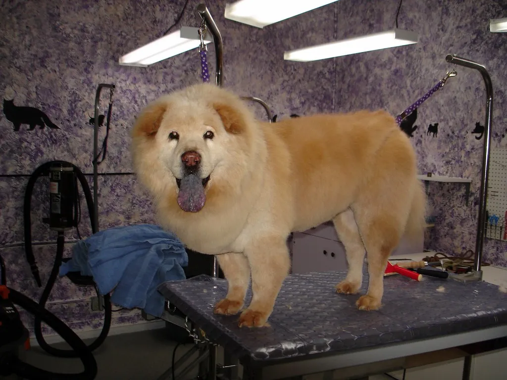 #11 - Chow Chow: The One-Bite Warning (anglerp1, Flickr, CC BY-SA 2.0)