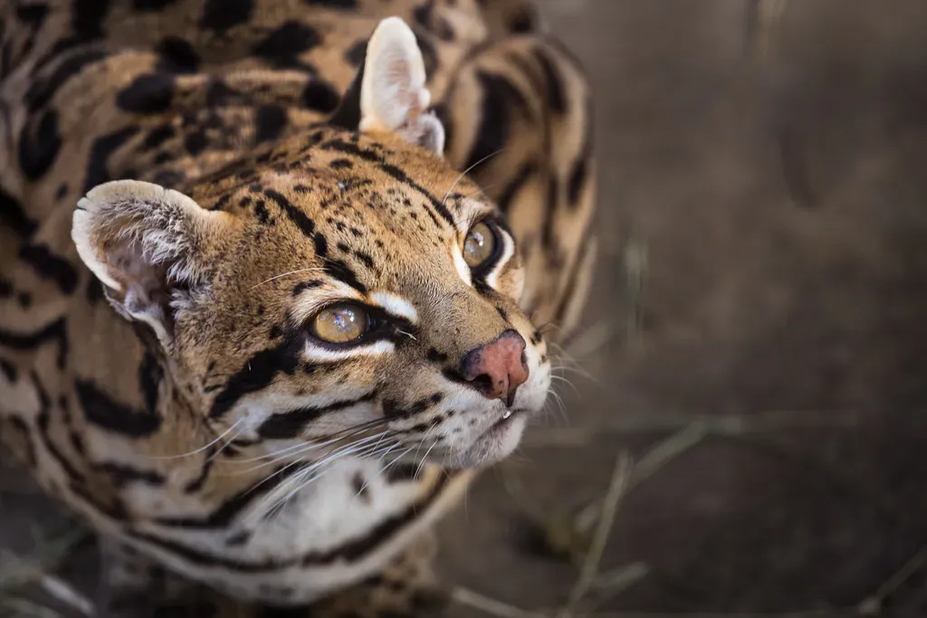 4. Ocelot (Image Credits: Flickr)