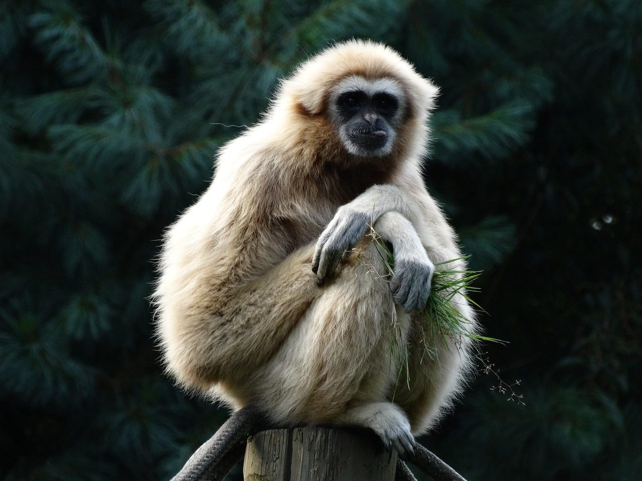 Pisces: The Empathetic Gibbon (Image Credits: Pixabay)