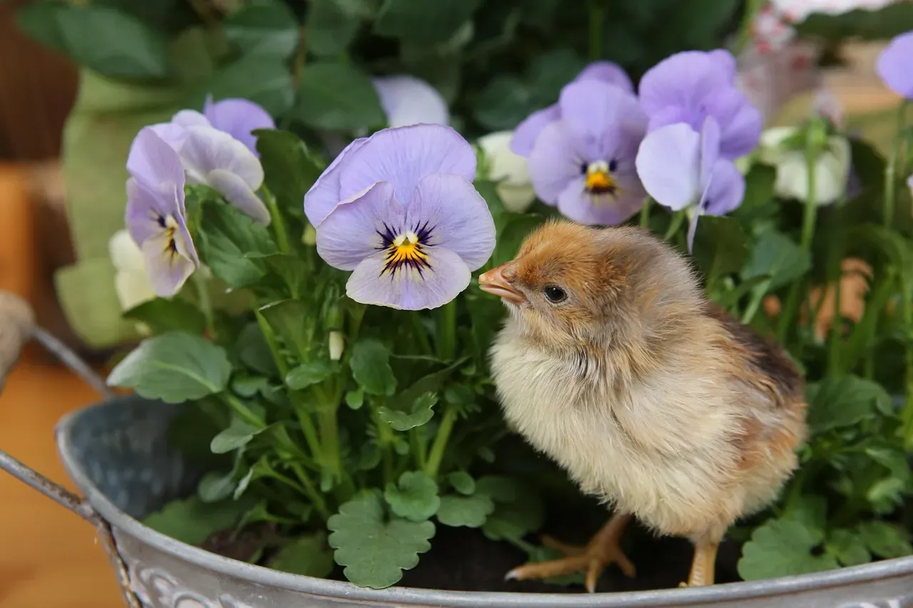 #3: Their Seed-Only Diet Accidentally Protects Them From a Parasite (Image Credits: Pixabay)