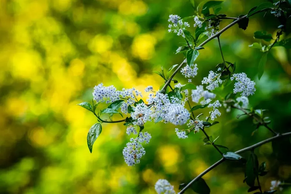 Ceanothus / Wild Lilac (Ceanothus spp.) (Image Credits: Pexels)