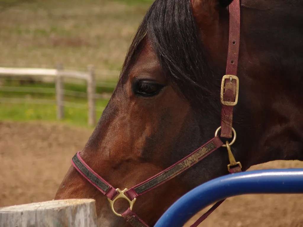 #11 - Their Eyes Look Different to the People Who Know Them (mRk.Cool, Flickr, CC BY 2.0)