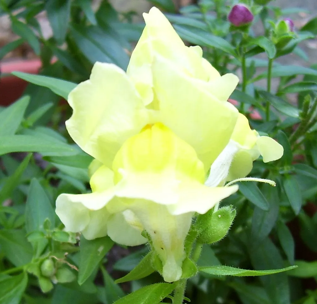 #38 - Snapdragons: The Flower That Locks Its Own Door (fleecetraveler, Flickr, CC BY 2.0)