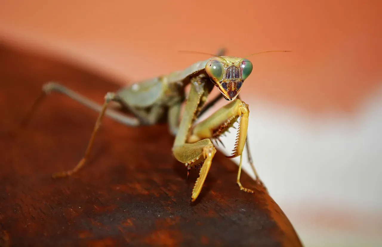 The Bigger Picture: Biodiversity and the Food Web (Image Credits: Pixabay)