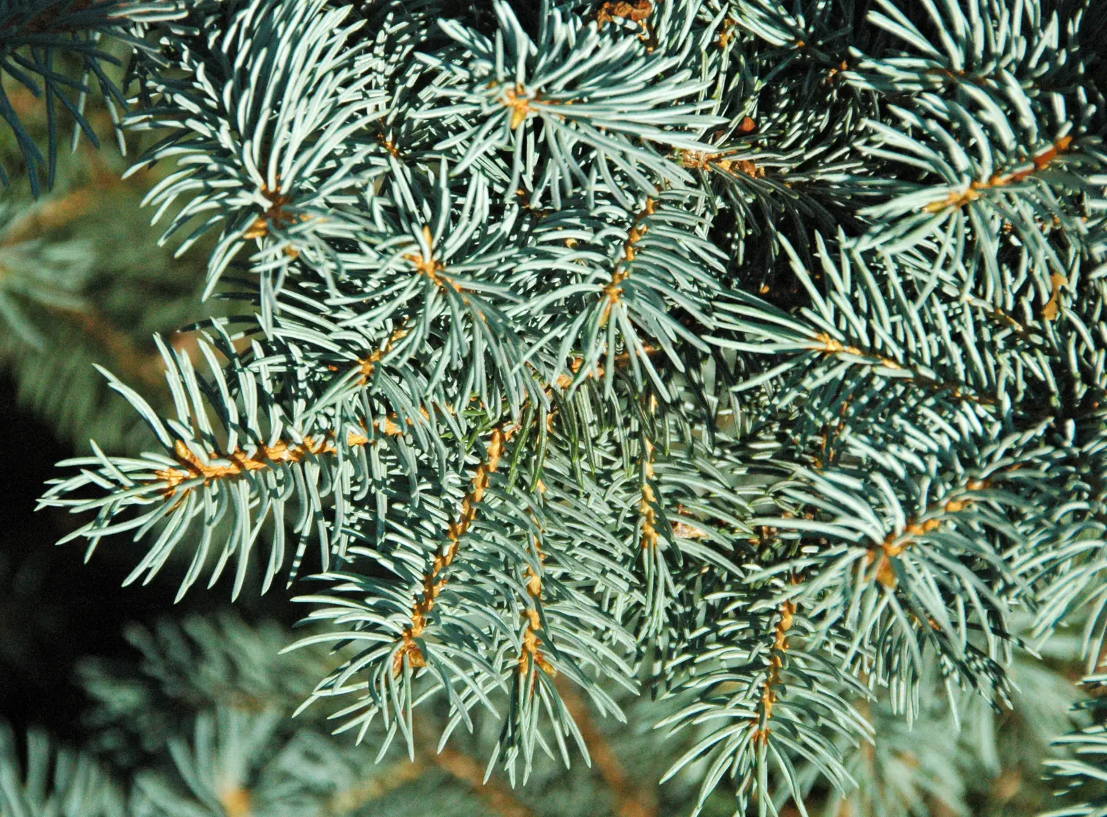 #11 - Dwarf Conifers and Upright Evergreens (Picea pungens (dwarf Colorado blue spruce) 2, CC BY 2.0)
