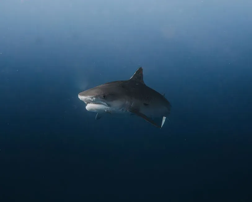 Conservation Considerations (Image Credits: Pexels)