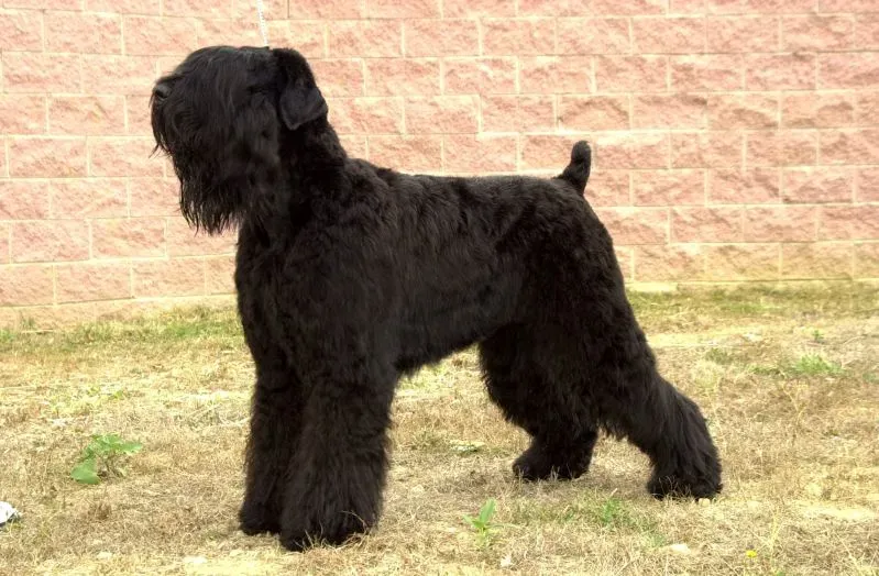 Black Russian Terrier: Soviet-Style Sentinel (Image Credits: Wikimedia)