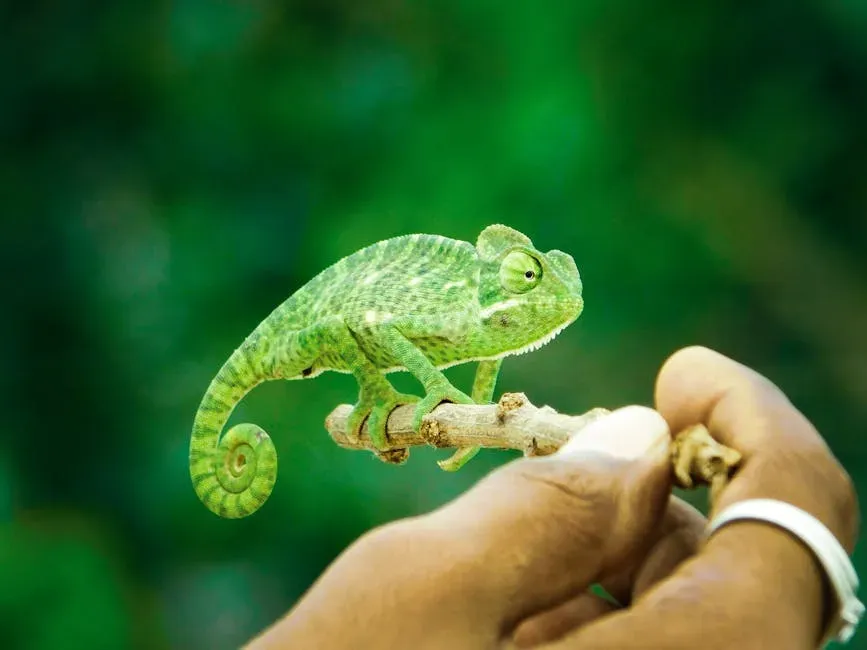 3. The Chameleon: The Celebrity of Camouflage (Image Credits: Pexels)