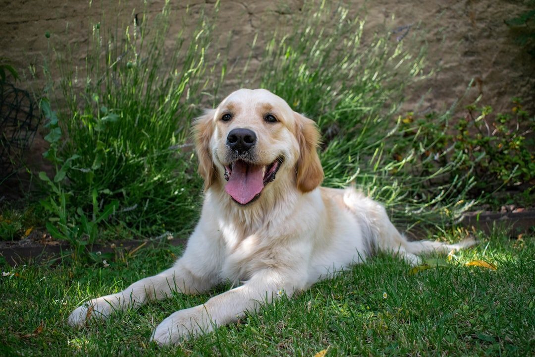 Golden Retrievers: The Gentle Giants of Love (Image Credits: Unsplash)